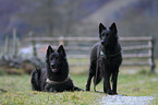 Hollandse Herdershond Portrait