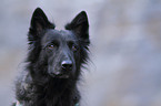 Hollandse Herdershond Portrait