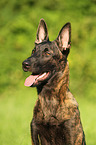 Hollandse Herder Portrait