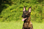 Hollandse Herder Portrait