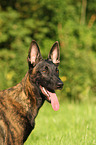 Hollandse Herder Portrait