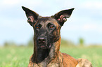 Hollandse Herder Portrait