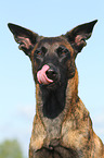 Hollandse Herder Portrait