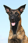 Hollandse Herder Portrait