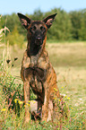 sitting Hollandse Herder