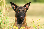 Hollandse Herder Portrait