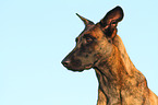 Hollandse Herder Portrait