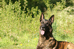 Hollandse Herder Portrait