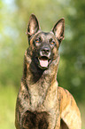 Hollandse Herder Portrait