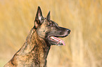 Hollandse Herder Portrait