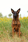 sitting Hollandse Herder