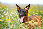 Hollandse Herder Portrait