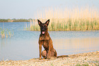 sitting Hollandse Herder