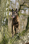 male Hollandse Herder stands on tree