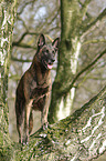 male Hollandse Herder stands on tree