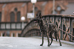 female Hollandse Herder