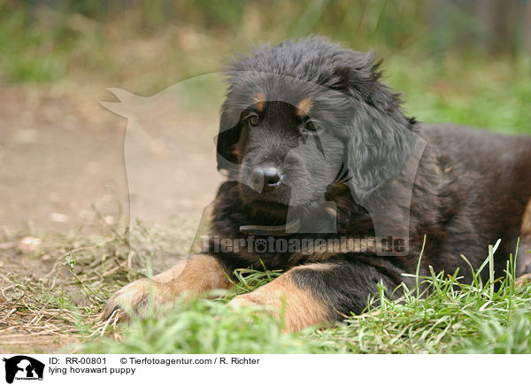liegender Hovawart Welpe / lying hovawart puppy / RR-00801