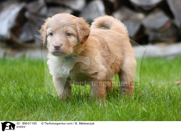 Hovawart Welpe / puppy / BM-01195