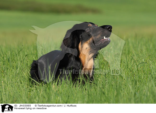 Hovawart lying on meadow / JH-03065