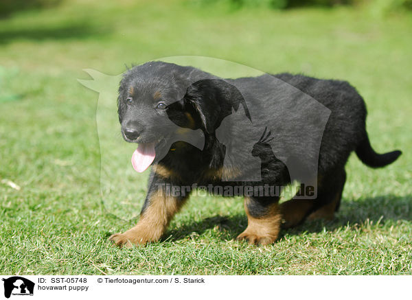 Hovawart Welpe / hovawart puppy / SST-05748