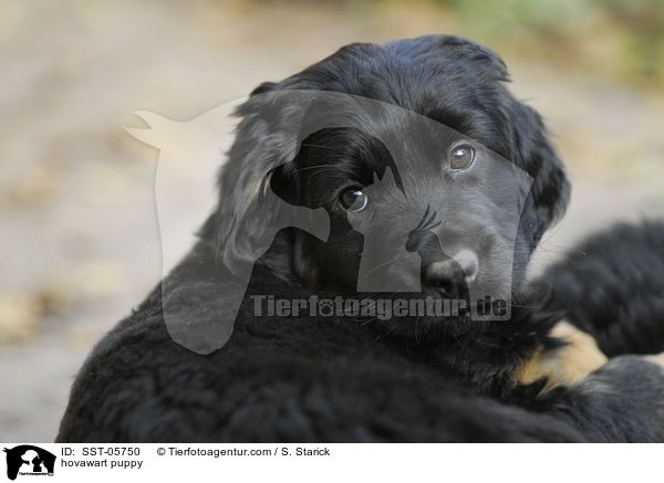 hovawart puppy / SST-05750