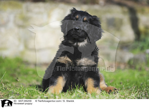 Hovawart puppy / SST-06209