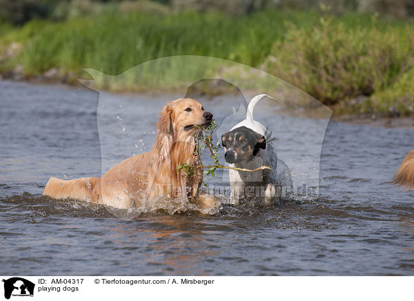 spielende Hunde / playing dogs / AM-04317