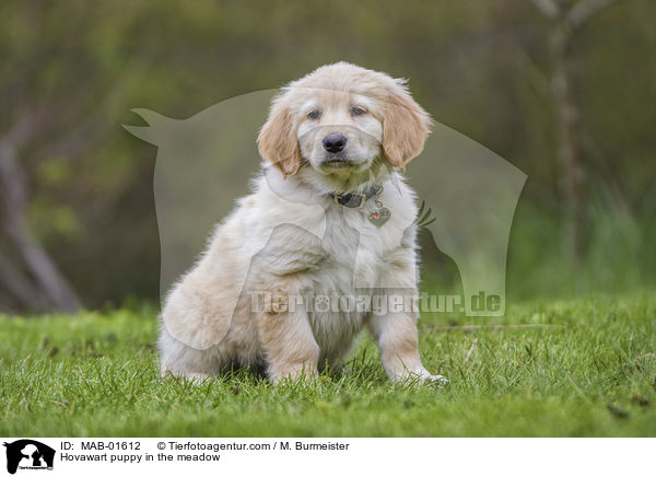 Hovawart puppy in the meadow / MAB-01612