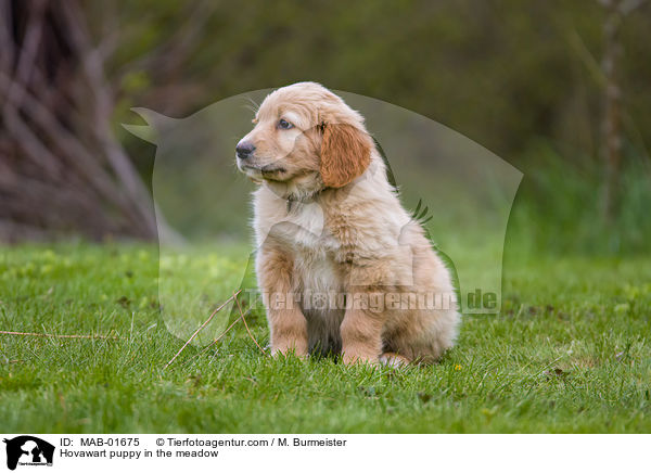 Hovawart puppy in the meadow / MAB-01675