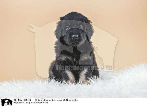 Hovawart puppy on sheepskin / MAB-01702