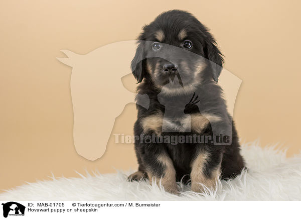 Hovawart puppy on sheepskin / MAB-01705