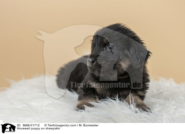 Hovawart puppy on sheepskin / MAB-01712