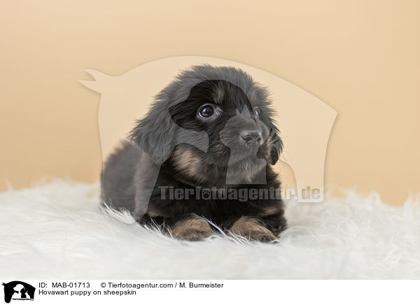 Hovawart puppy on sheepskin / MAB-01713