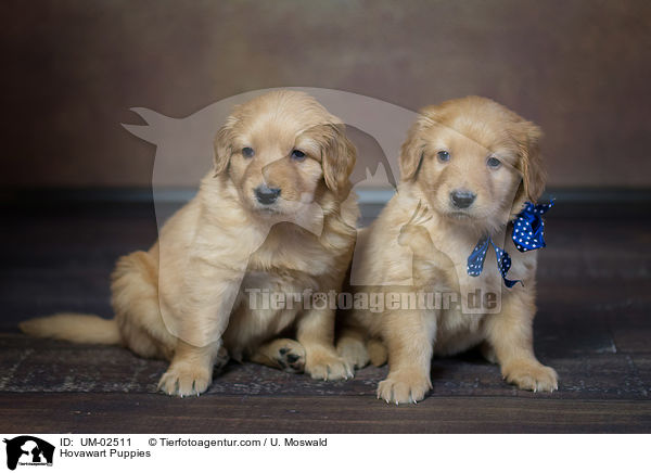 Hovawart Welpen / Hovawart Puppies / UM-02511