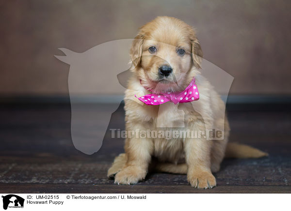 Hovawart Puppy / UM-02515