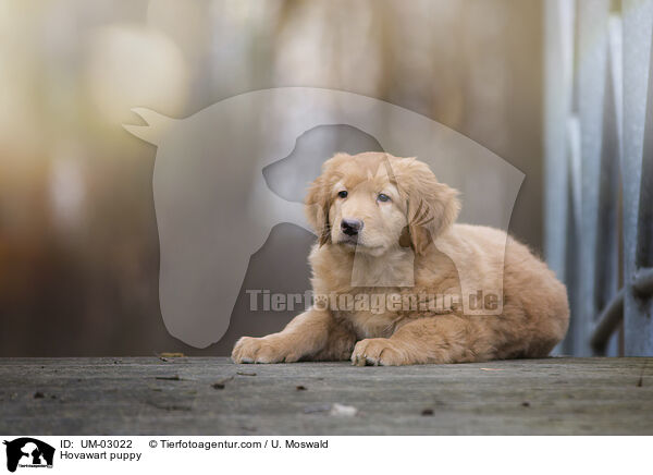 Hovawart Welpe / Hovawart puppy / UM-03022