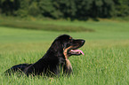 Hovawart lying on meadow