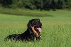 Hovawart lying on meadow