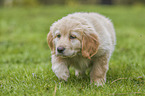 Hovawart puppy in the meadow