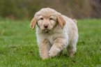 Hovawart puppy in the meadow