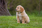 Hovawart puppy in the meadow