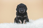 Hovawart puppy on sheepskin