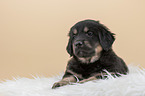 Hovawart puppy on sheepskin