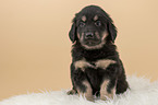 Hovawart puppy on sheepskin