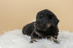 Hovawart puppy on sheepskin