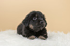 Hovawart puppy on sheepskin