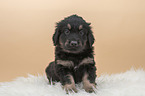 Hovawart puppy on sheepskin