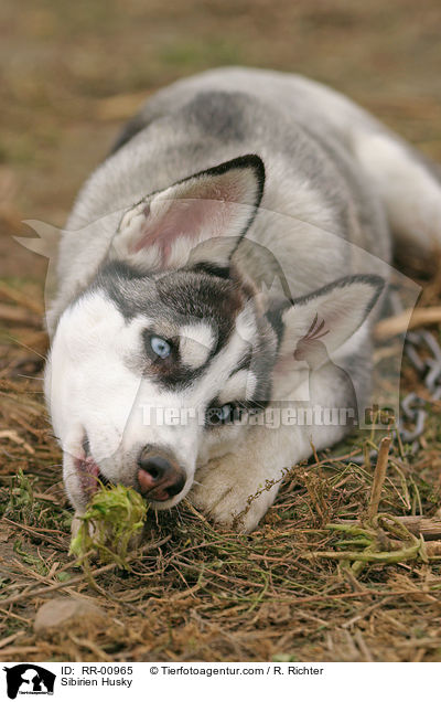 Sibirischer Husky / Sibirien Husky / RR-00965