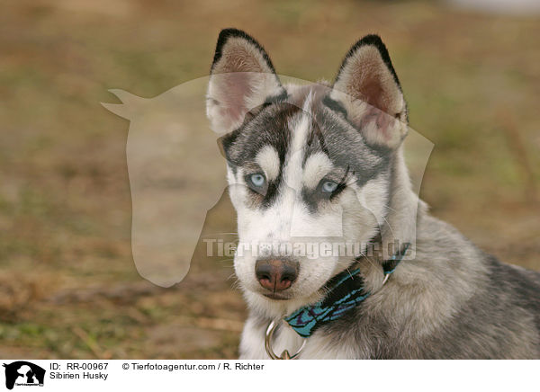 Sibirischer Husky / Sibirien Husky / RR-00967