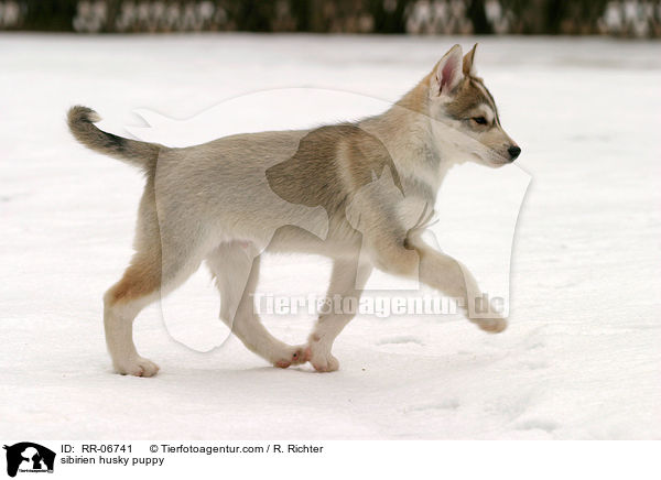 sibirien husky puppy / RR-06741